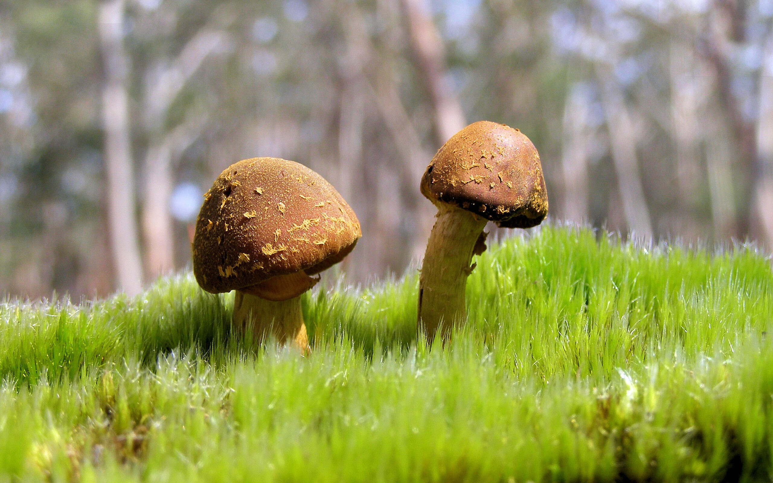 拜仁慕尼黑主场4-0大胜斯图加特,进攻火力全开,拜仁慕尼黑vs斯图加特比赛结果