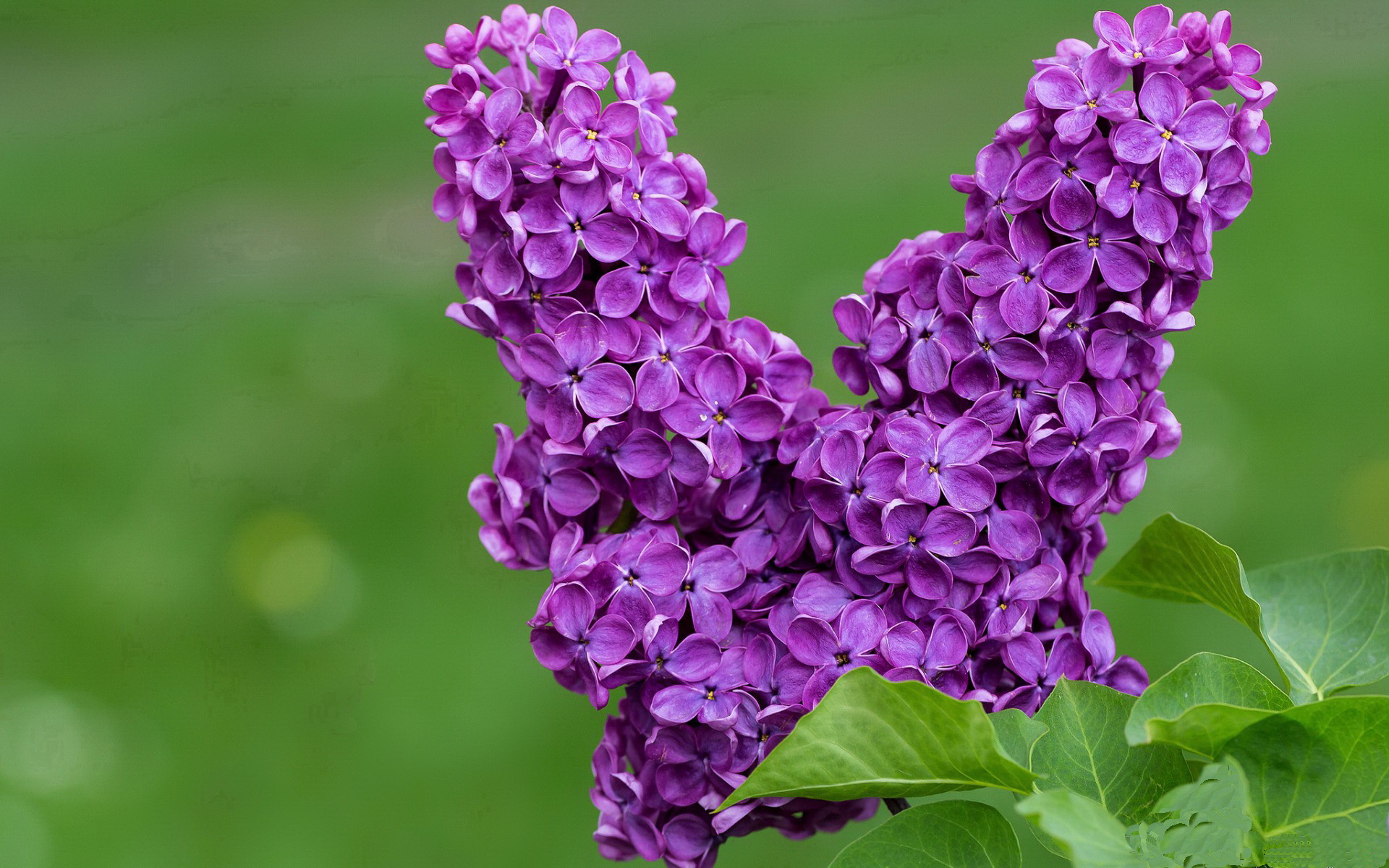 爱游戏线上-玛赛边卫传中连续助攻，成为关键人物，玛赛有什么功效