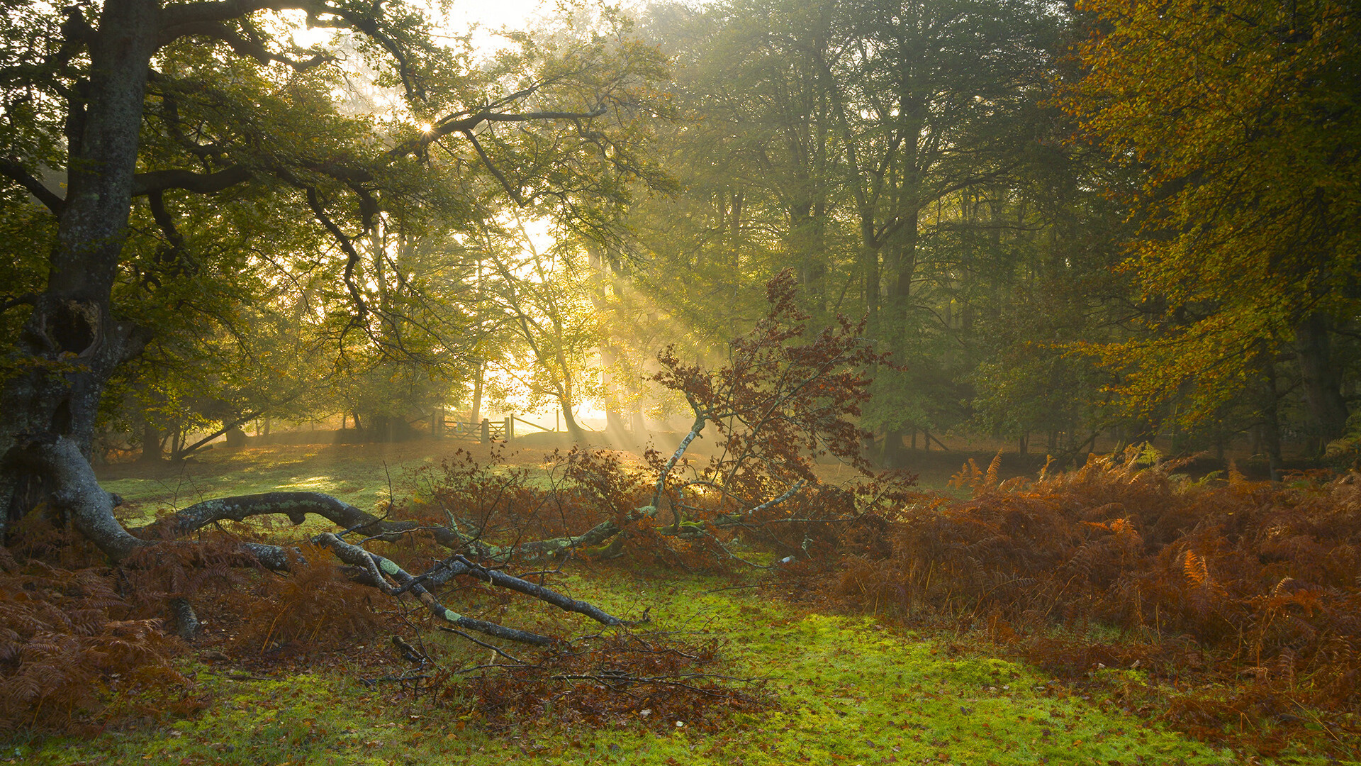 五大联赛与其他联赛商业化水平差距分析,5大联赛的发展