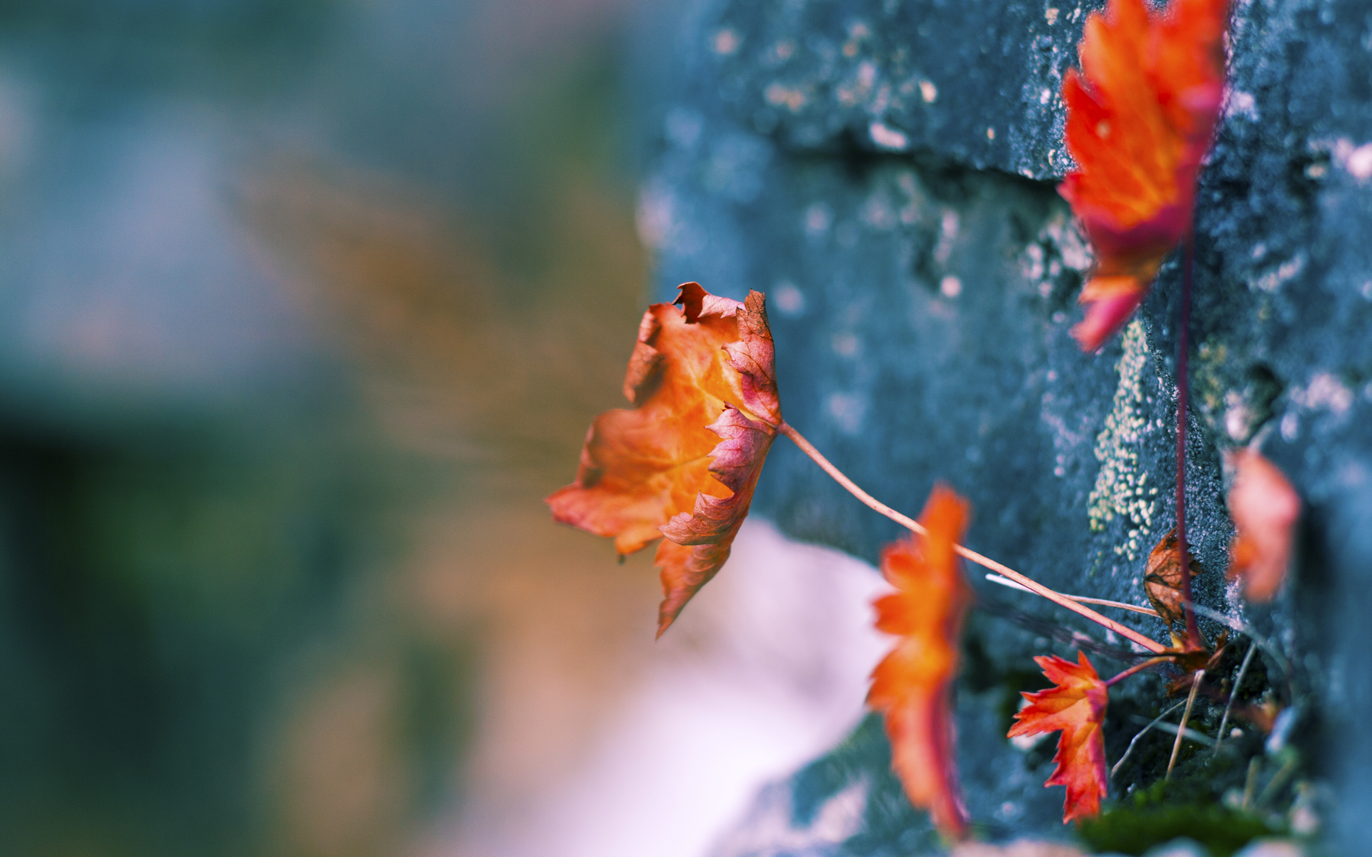 爱游戏下载-南非羚羊队：以高压防守与进攻威胁为对手制造巨大麻烦，南非羚羊皮皮衣特点